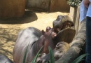 Hippopotamus - Los Angeles Zoo