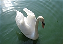 A Swan on Lake Shrine